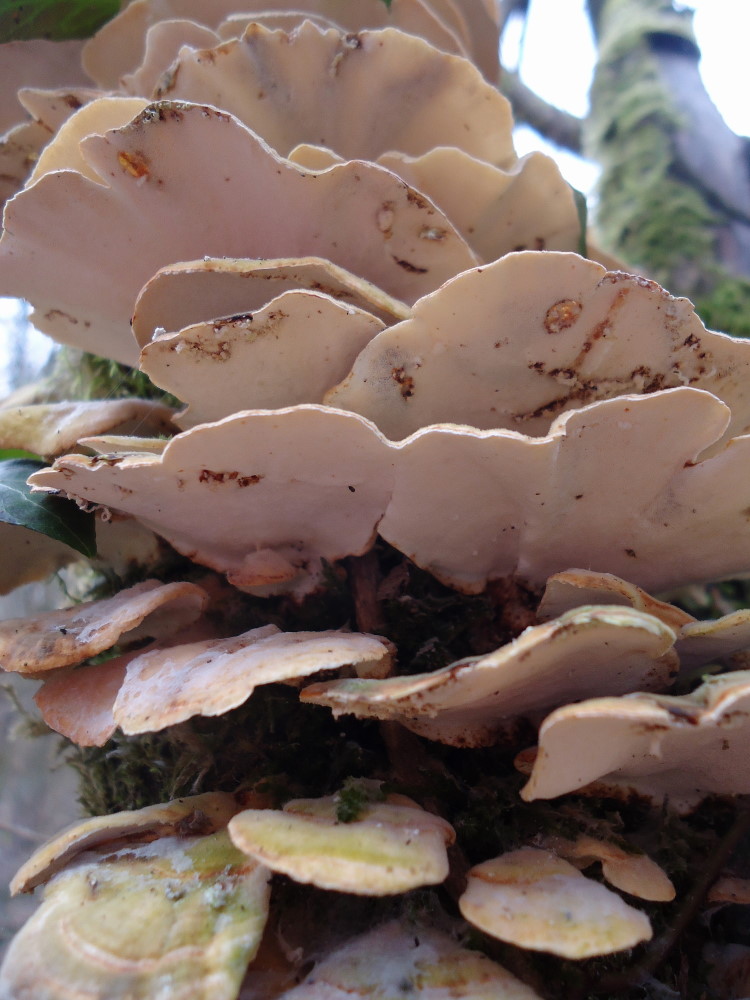 Trametes hirsuta (Trametes versicolor)
